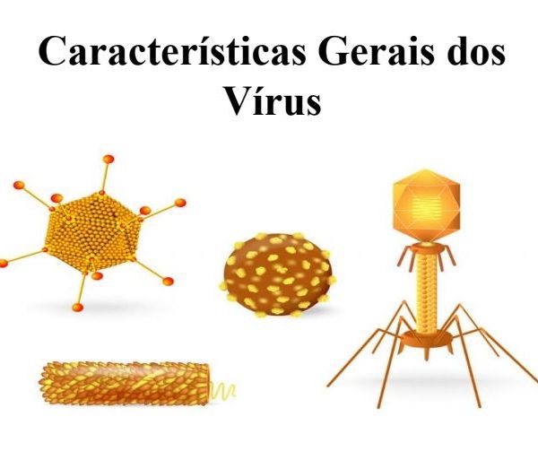 Características Gerais dos Vírus