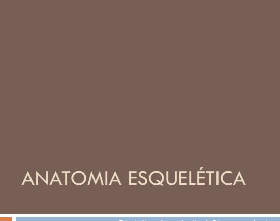 Anatomia Esquéletica